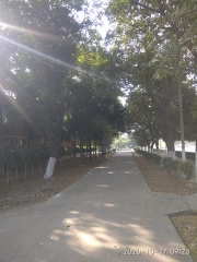 Tree plantation alon path