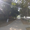 Tree plantation alon path.jpg
